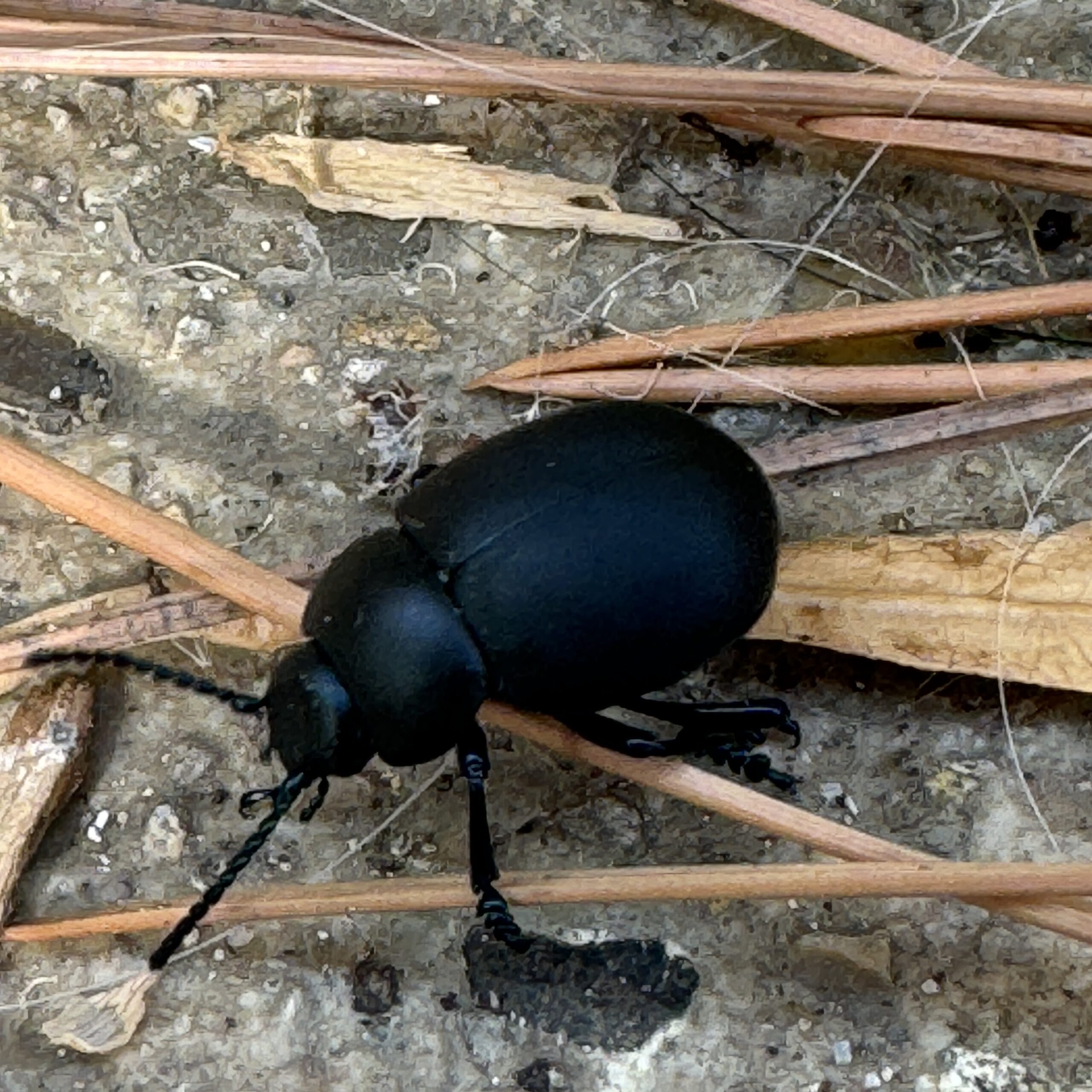 A black beetle moving across tree bark