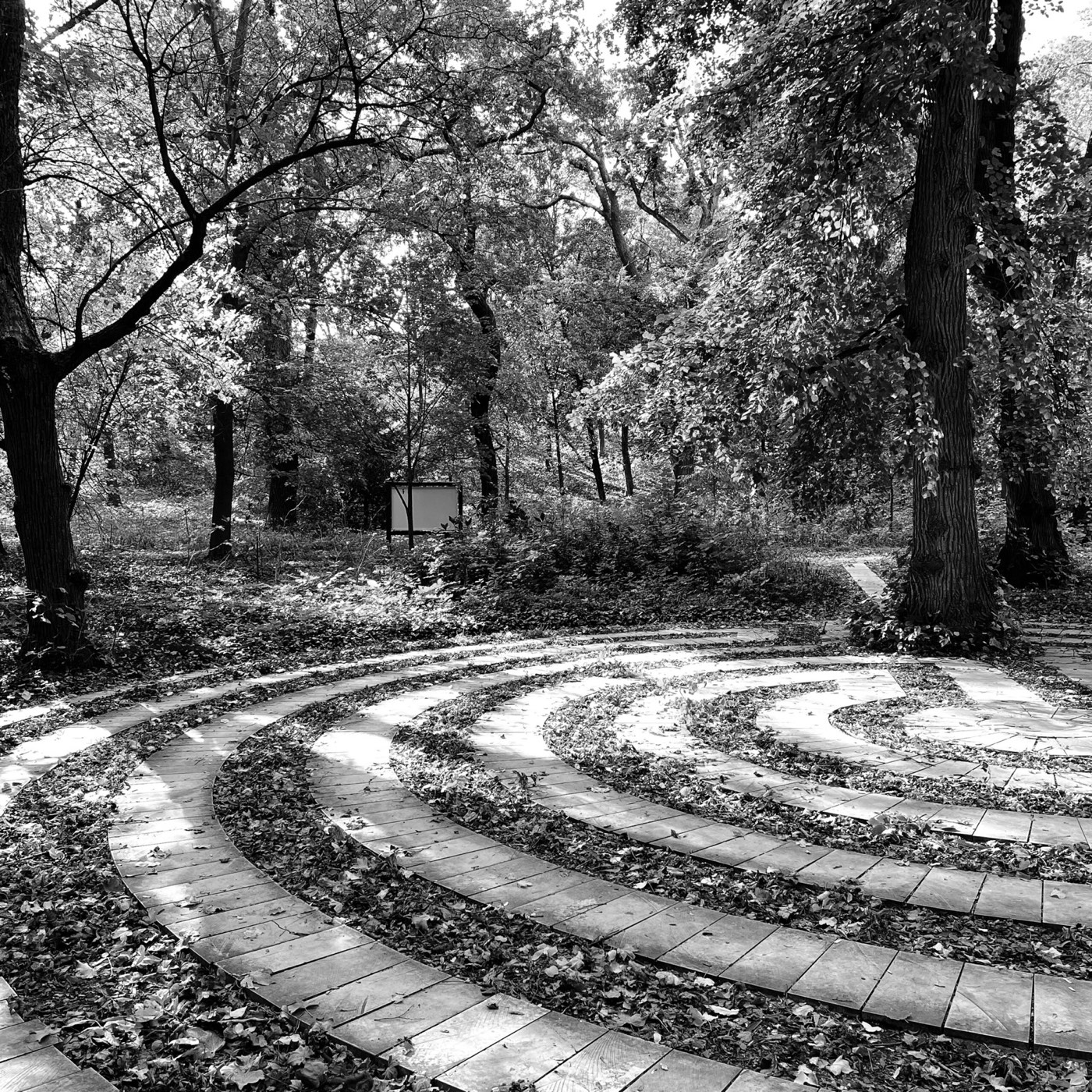 Winding wooden paths through fallen leaves