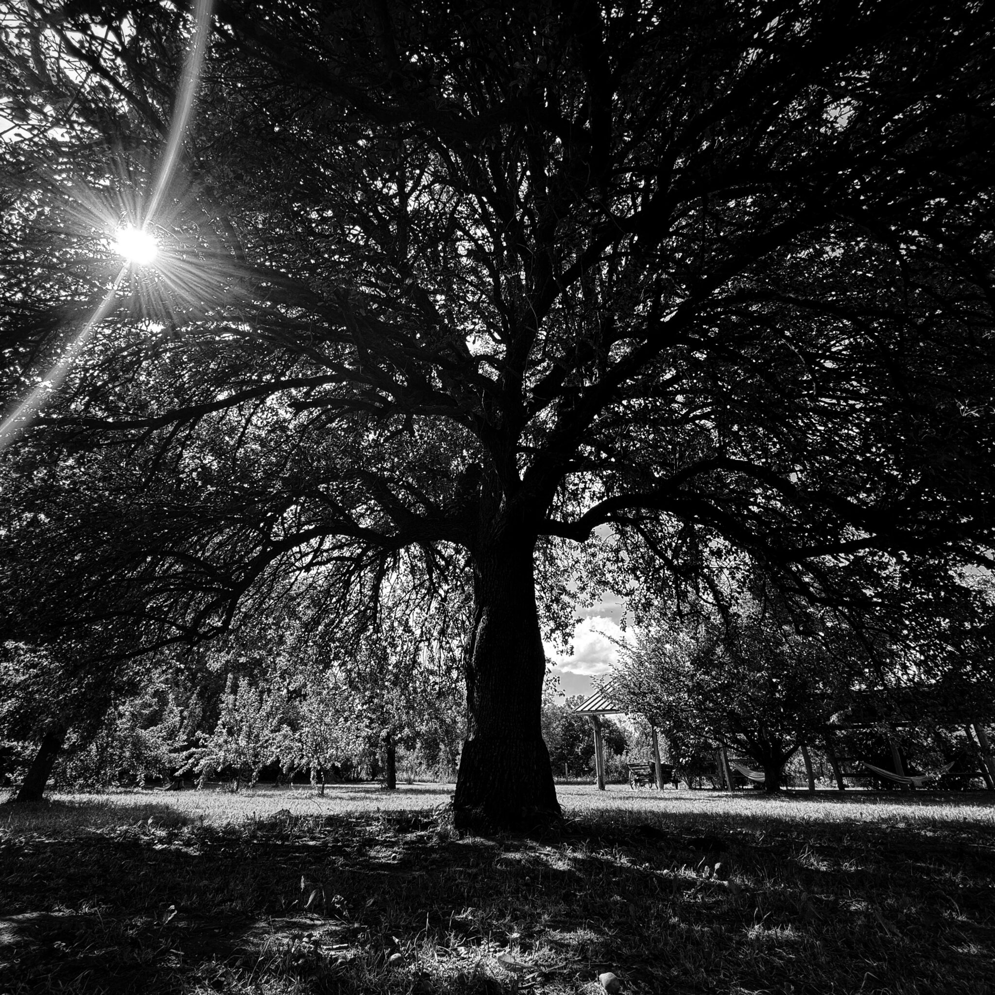 A lone tree in a quiet landscape